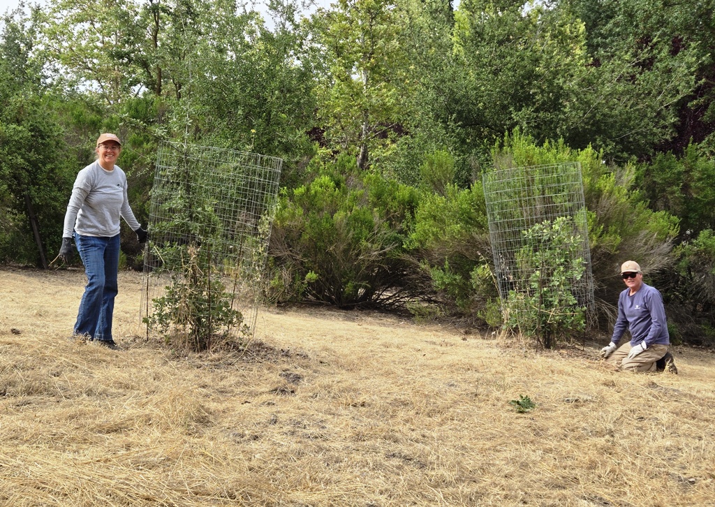 Meg and Jim clearing weeds from around the trees.